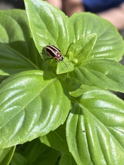 Calligrapha californica