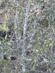 Sarcomphalus obtusifolius canescens