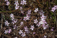 Claytonia exigua