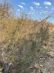 Sarcomphalus obtusifolius canescens