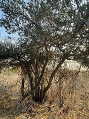 Forchhammeria watsonii