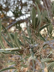 Forchhammeria watsonii