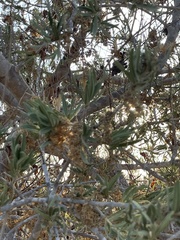 Forchhammeria watsonii