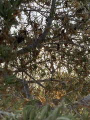 Forchhammeria watsonii