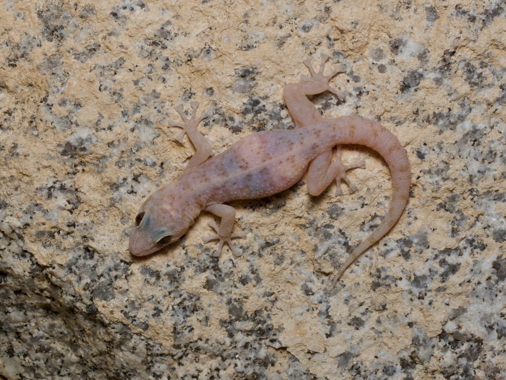 Peninsula Leaf-Toed Gecko