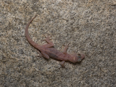 Phyllodactylus nocticolus