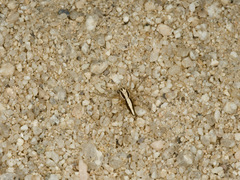 Oxyopes tridens