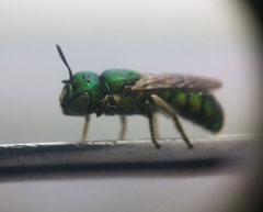 Ceratina smaragdula
