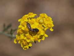Acmaeodera hepburnii