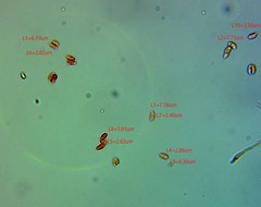 Pseudomarasmius pallidocephalus