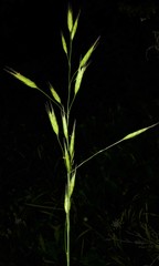 Bromus racemosus