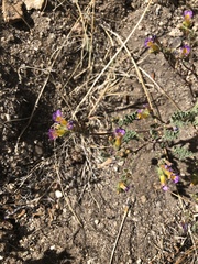 Phacelia bicolor
