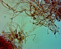 Pseudomarasmius pallidocephalus