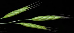Bromus racemosus