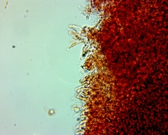 Pseudomarasmius pallidocephalus