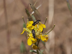 Acmaeodera hepburnii