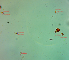 Pseudomarasmius pallidocephalus