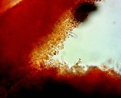 Pseudomarasmius pallidocephalus