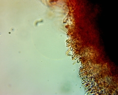 Pseudomarasmius pallidocephalus