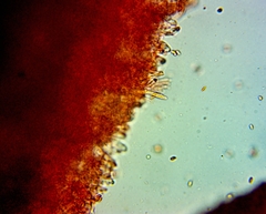 Pseudomarasmius pallidocephalus