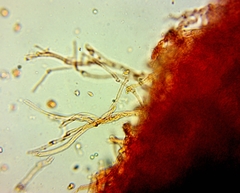 Pseudomarasmius pallidocephalus