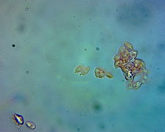 Pseudomarasmius pallidocephalus