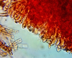 Pseudomarasmius pallidocephalus