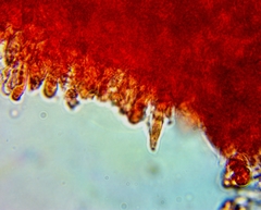Pseudomarasmius pallidocephalus