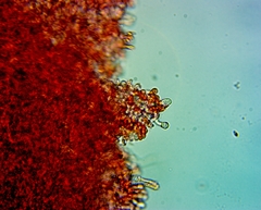 Pseudomarasmius pallidocephalus