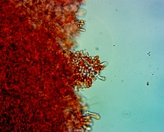 Pseudomarasmius pallidocephalus