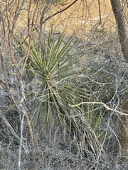 Yucca capensis