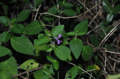 Justiciinae