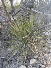 Yucca capensis