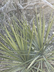 Yucca capensis