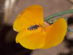 Acmaeodera hepburnii