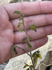 Ruellia californica peninsularis
