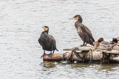 Phalacrocorax carbo