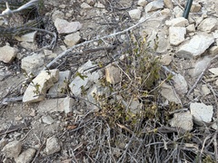 Ruellia californica peninsularis