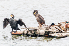 Phalacrocorax carbo