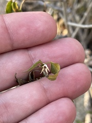 Ruellia californica peninsularis
