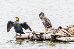 Phalacrocorax carbo