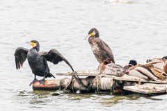 Phalacrocorax carbo