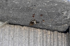 Hypena abalienalis