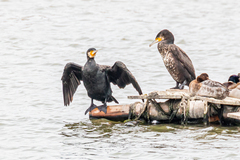 Phalacrocorax carbo