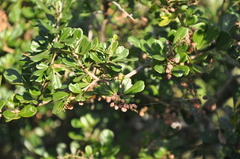 Searsia crenata