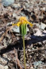 Arnica cernua