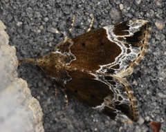 Hypena abalienalis