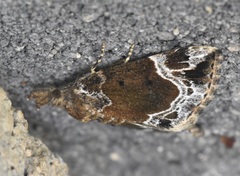 Hypena abalienalis