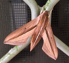 Theretra silhetensis intersecta