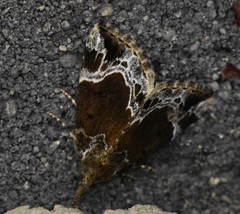 Hypena abalienalis